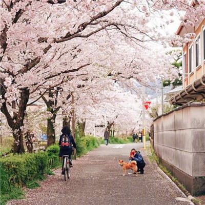 日媒：跑步吃瓜，日本千叶特色活动一举两得